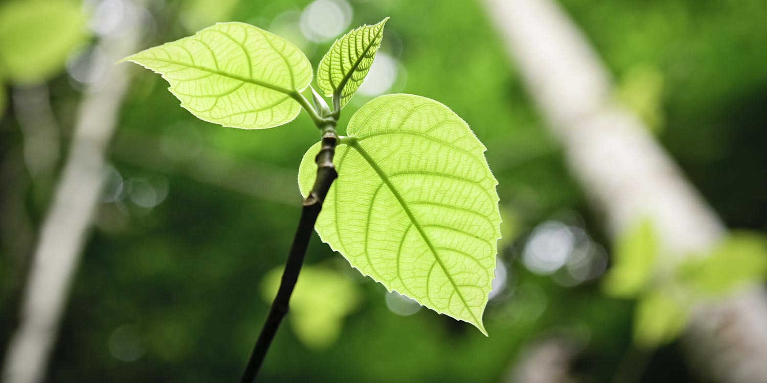 A green leaf on a branch growing