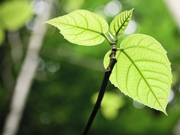 A green leaf on a branch growing