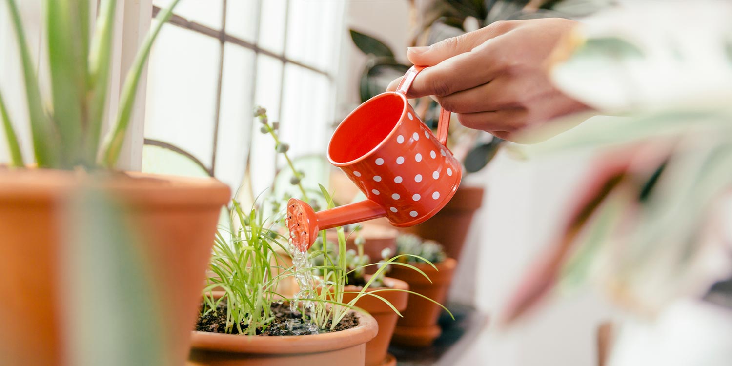 Female hand watering plant on window sill with a tiny watering can