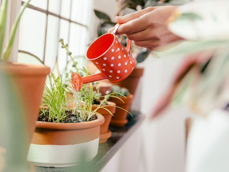 Female hand watering plant on window sill with a tiny watering can